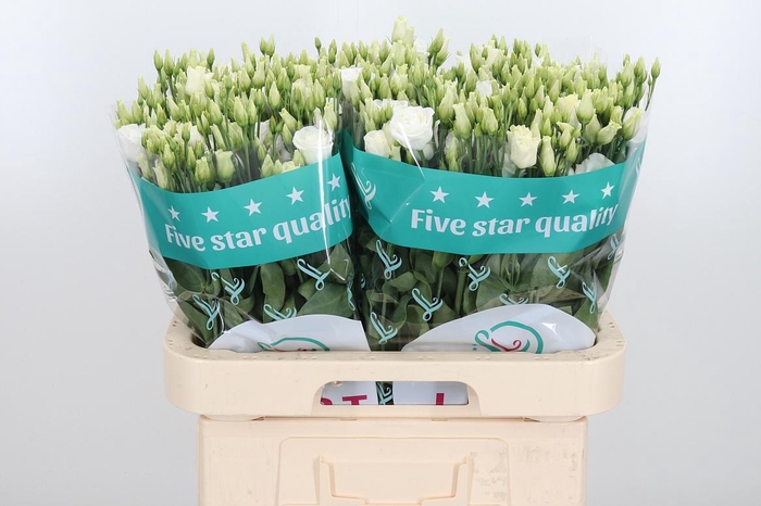 <h4>Eust Du Rosita White</h4>