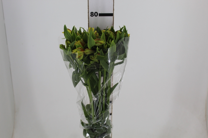 <h4>ALSTROEMERIA FLORIDA 080 CM</h4>
