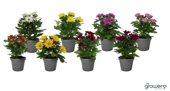 <h4>CHRYS.IND.HYBRID MINI</h4>