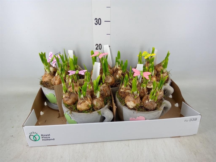 <h4>Arr.  Narcissus</h4>