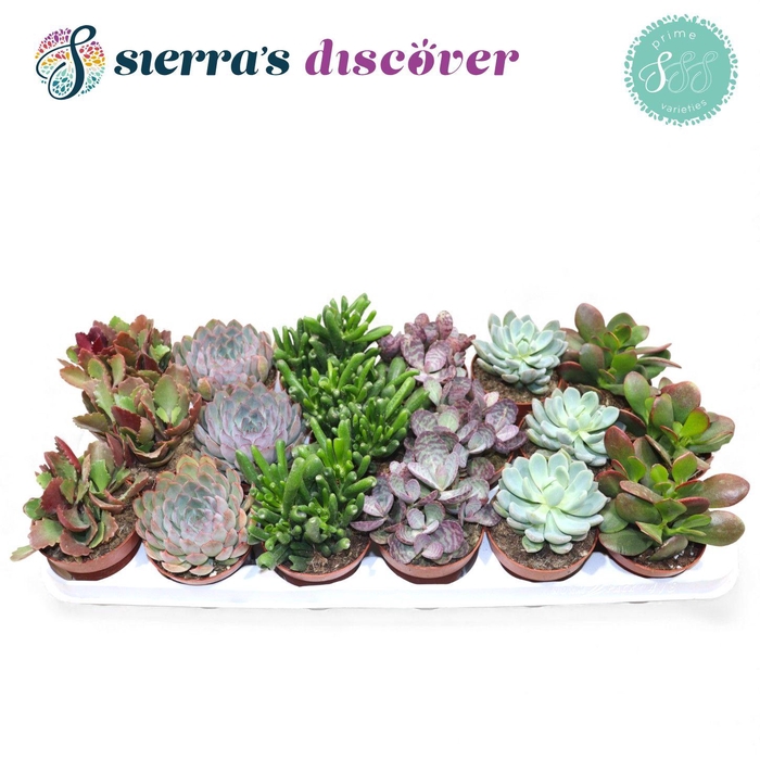 <h4>Discover® - Valencia Succulent MIx (Prime)</h4>