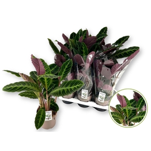 Calathea warscewiczii