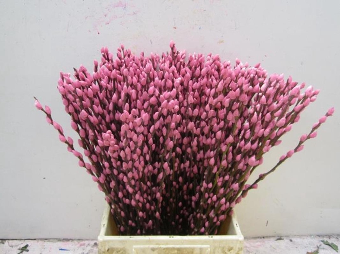 <h4>Sali Katje Rose L50</h4>