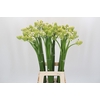 Ornithogalum Saundersiae