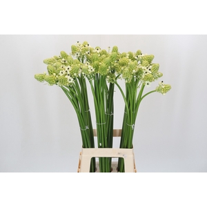 Ornithogalum Saundersiae