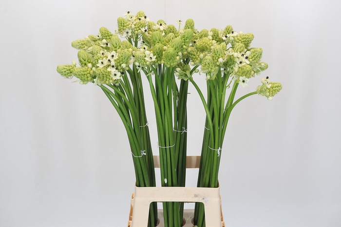 Ornithogalum Saundersiae