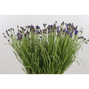 Centaurea Blauw