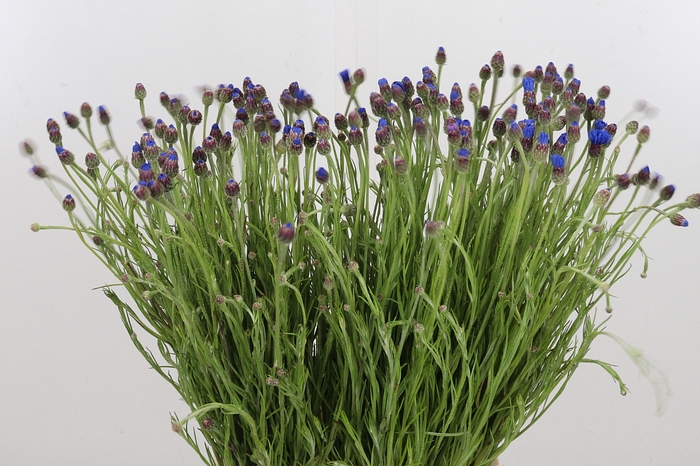 <h4>Centaurea Blauw</h4>