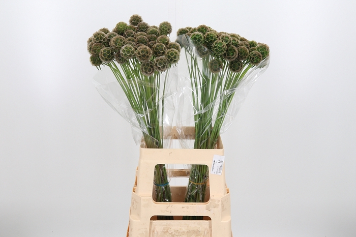 <h4>Scabiosa Kl Bh Groen</h4>