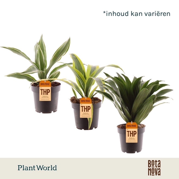<h4>Dracaena Fragrans gemengd</h4>