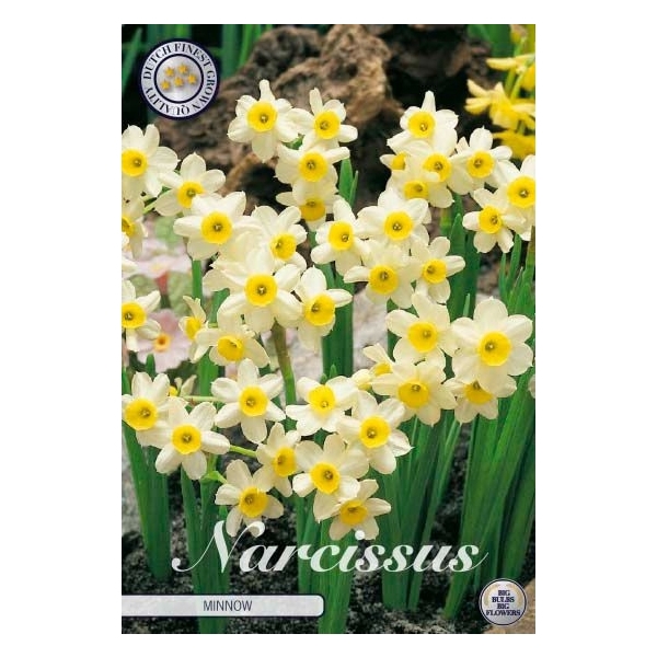 <h4>Narcissus Tazetta Minnow x10 12/+</h4>