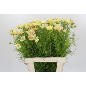 Cosmos Peach