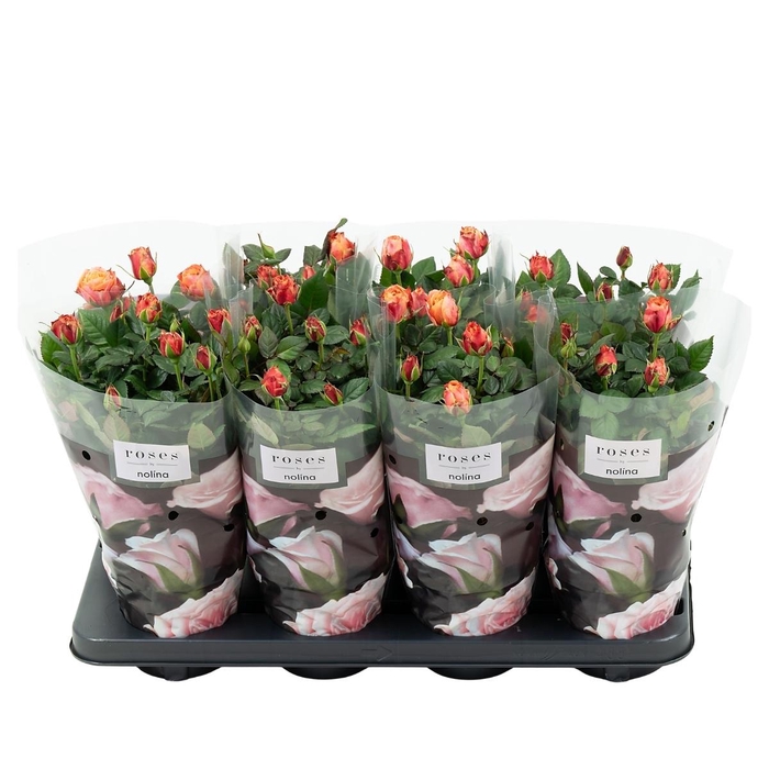<h4>Nolina Roses Ø 13 cm Orange</h4>