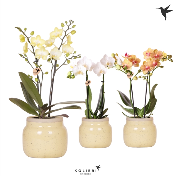 <h4>Kolibri Orchids Phalaenopsis mix 2 spike in Vintage Bowl khaki</h4>