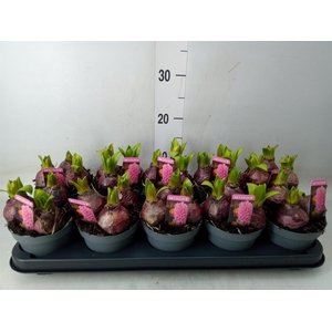Hyacinthus orie. 'Pearl Pink'