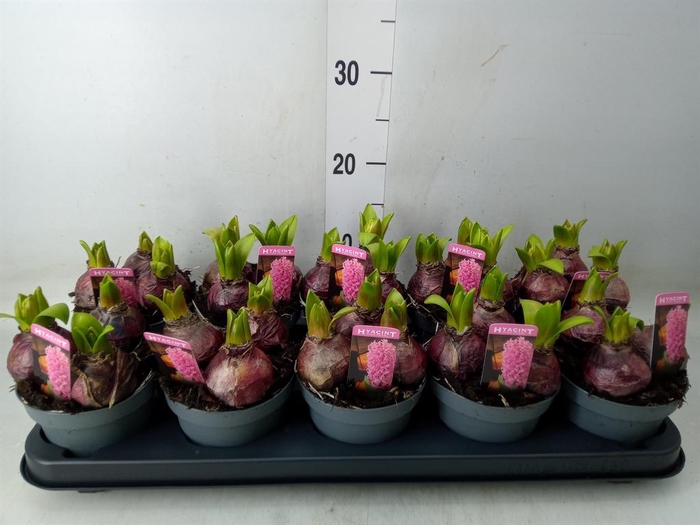 <h4>Hyacinthus orie. 'Pearl Pink'</h4>