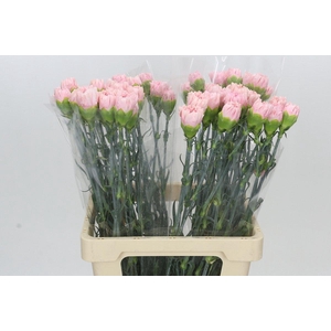 Dianthus St Pink Bizet