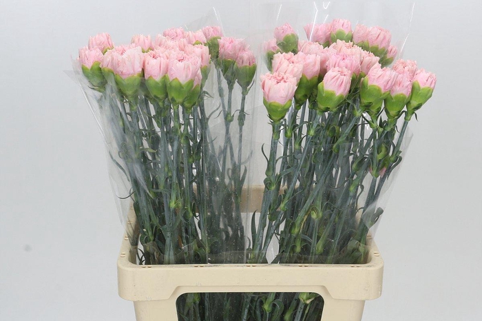 <h4>Dianthus St Pink Bizet</h4>