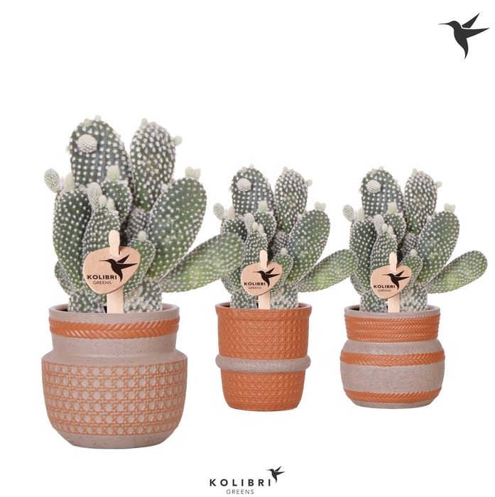 <h4>Kolibri Greens Opuntia white in Ethnic pot terracotta mix</h4>