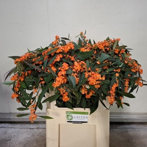 EUPH F T QUEEN ORANG