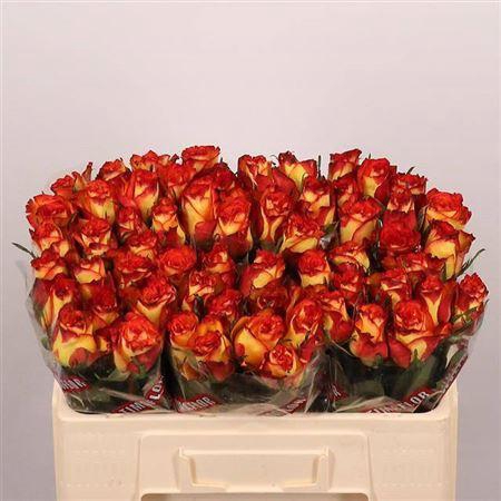 <h4>R Gr High & Magic</h4>