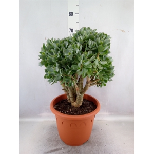 Crassula arborescens subsp. undilat