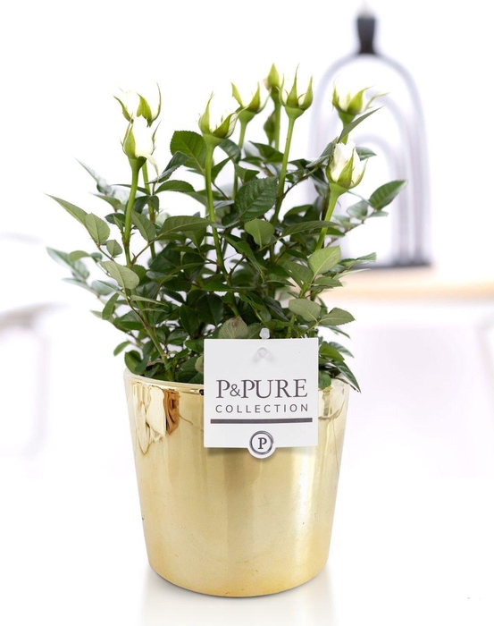 <h4>Rosa white in P&PURE Laryssa ceramics shiny gold</h4>