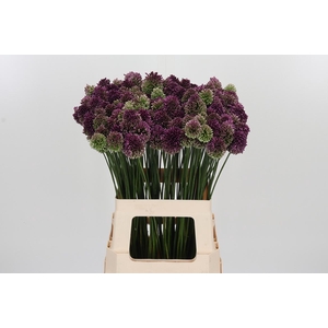 Allium Sphaerocephal (kogel)