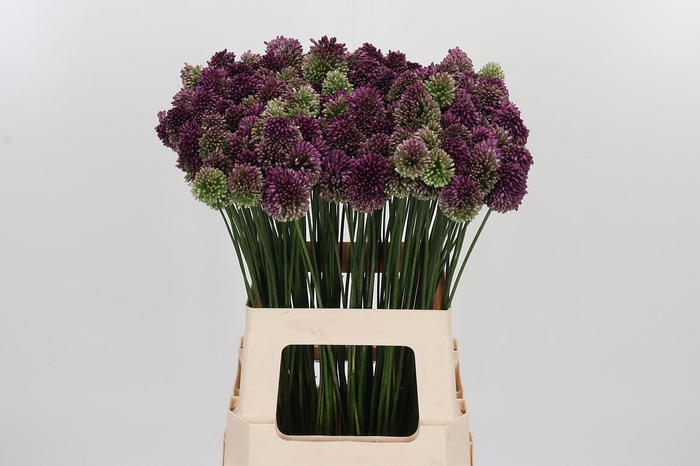 <h4>Allium Sphaerocephal (kogel)</h4>