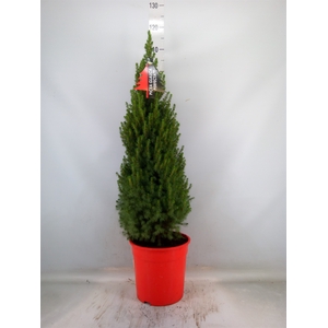 Picea glauca 'Perfecta'