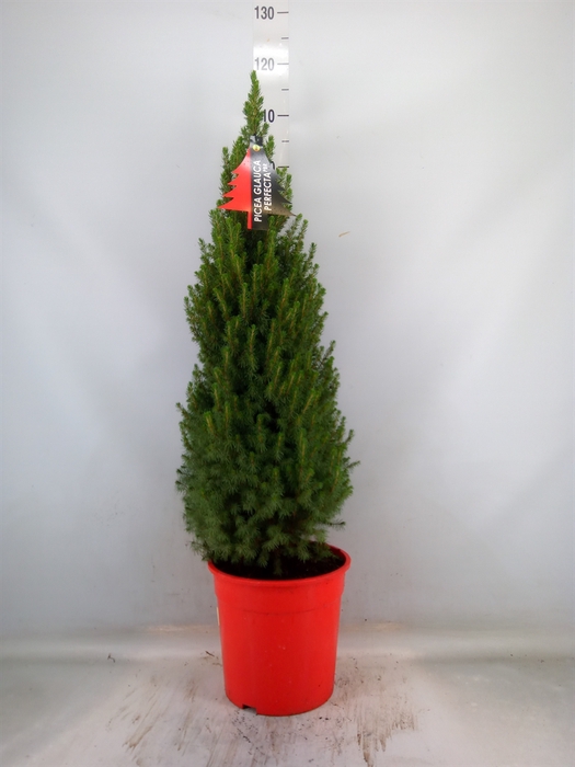 <h4>Picea glauca 'Perfecta'</h4>