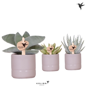 Kolibri Greens Succulenten mix in Pastel pot pink