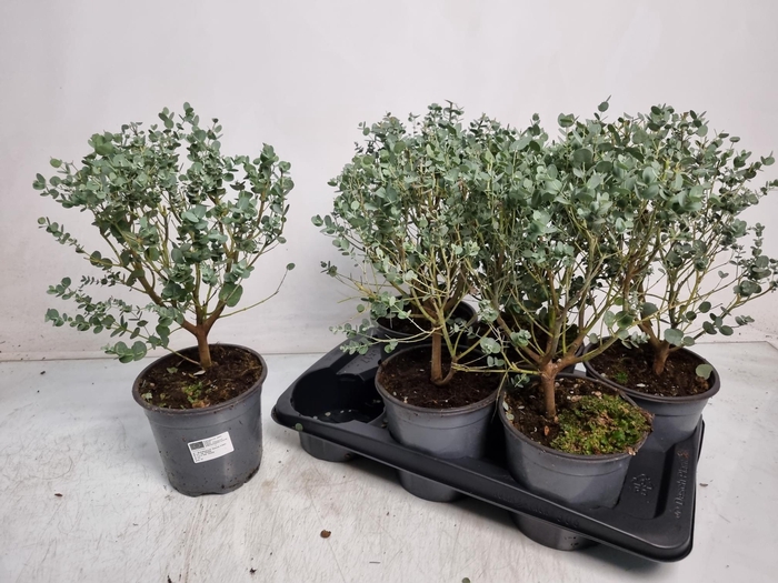 <h4>EUCAL GUNNII</h4>