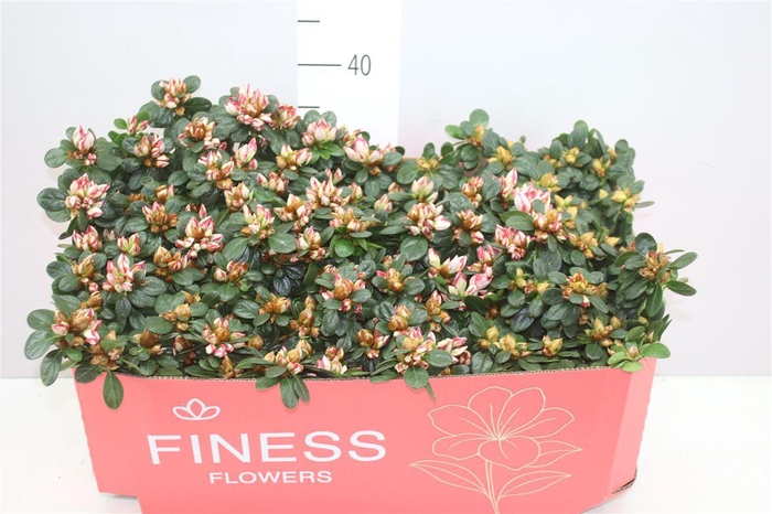 <h4>Rhododendron Si Sachenstern</h4>