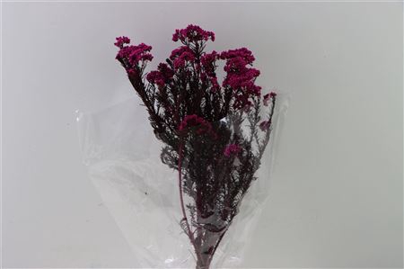 <h4>Dried Ozothamnus Fuchsia Bunch Slv</h4>