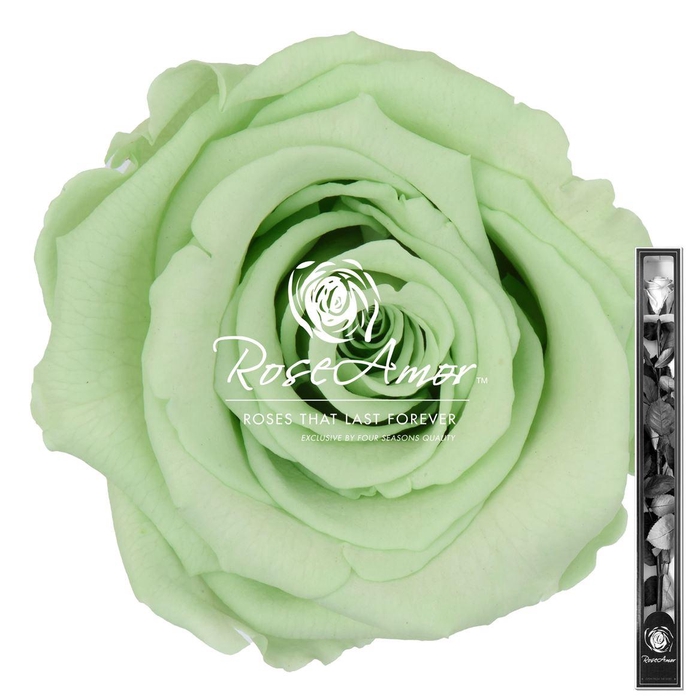 <h4>60cm Stem Gre04</h4>