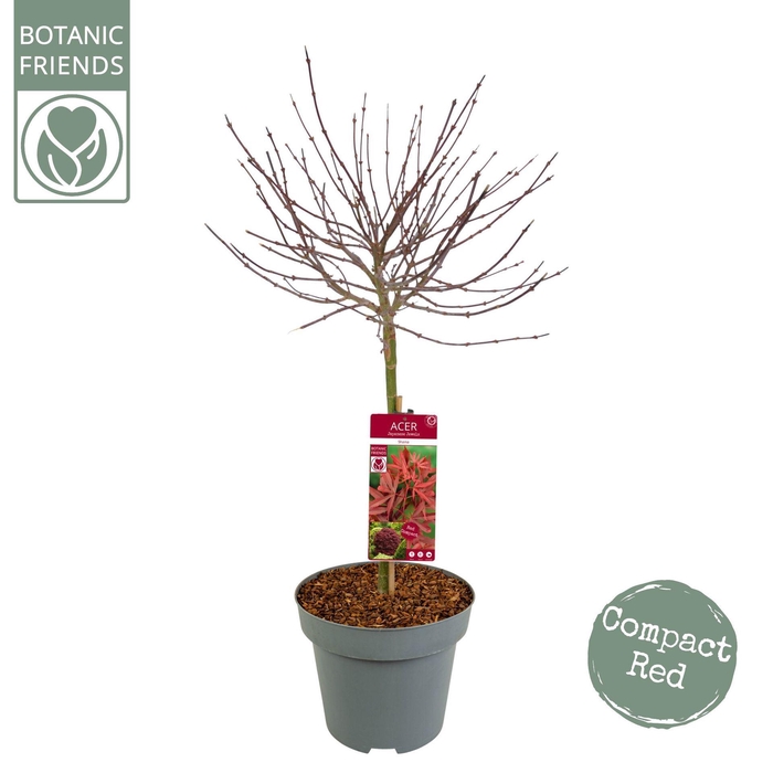 Acer palmatum Shaina