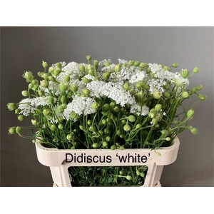 SNIJBLOEMEN OV