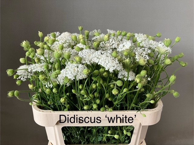 <h4>SNIJBLOEMEN OV</h4>