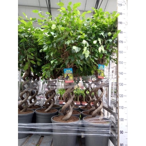 Ficus benja.   ...