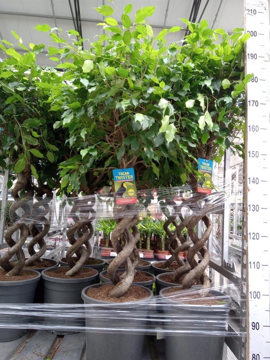 <h4>Ficus benja.   ...</h4>