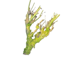 BRANCH SERING MOSSED L60/70 H%