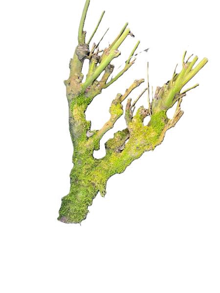 Branch Sering Mossed L60/70