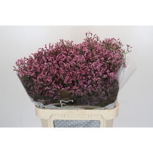Limonium sinense Tiffany Diamond