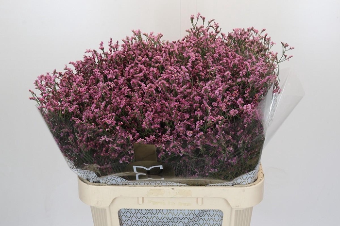 <h4>Limonium sinense Tiffany Diamond</h4>