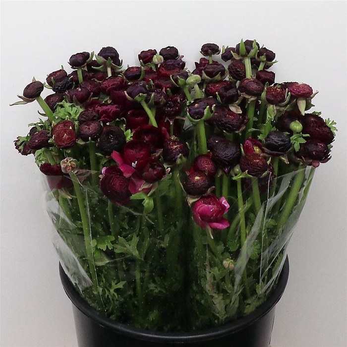 <h4>Ran El Violet Super</h4>