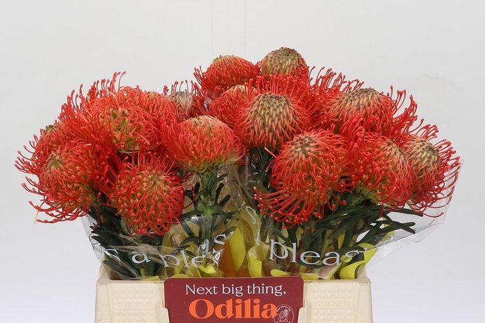 <h4>Nutans Succession</h4>