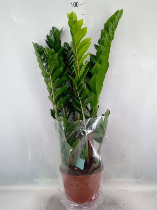 <h4>Zamioculcas zamiifolia</h4>