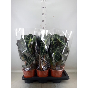 Alocasia amazonica 'Polly'