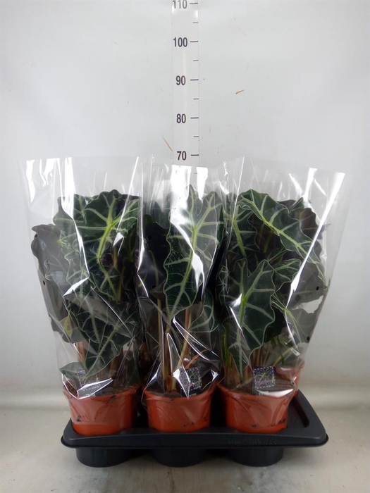 <h4>Alocasia amazonica 'Polly'</h4>